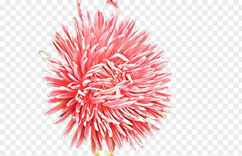 Pink Pom-pom Flower Plant PNG