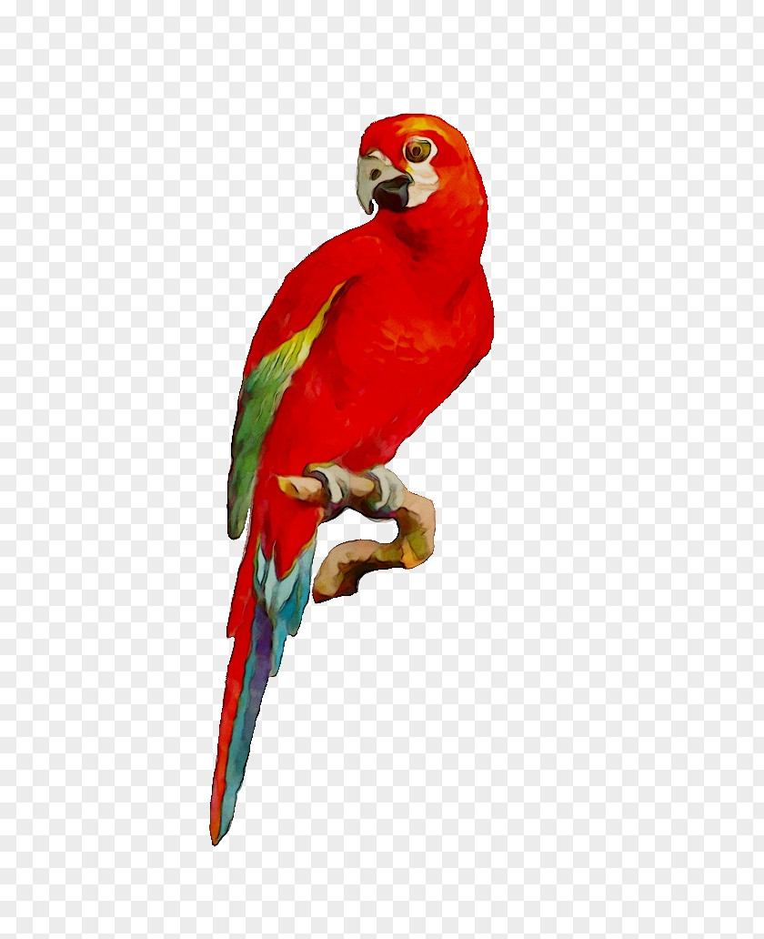 Bird Macaw Image Parakeet Loriini PNG