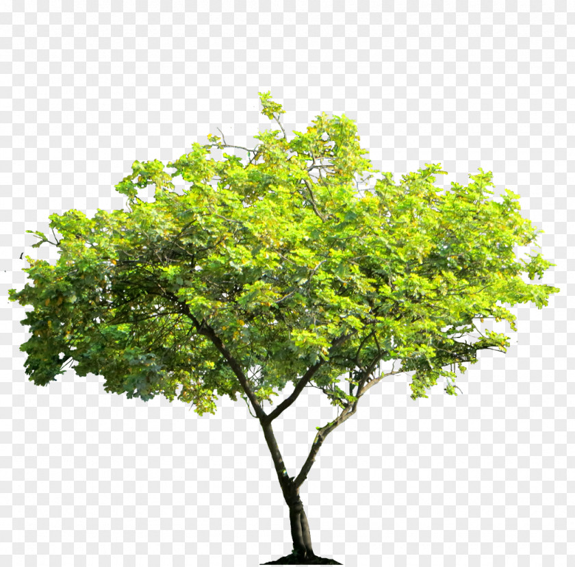Bush Tree Desktop Wallpaper Arecaceae PNG