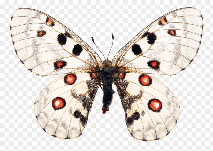 Butterfly Stock Photography Image Apollo Moth PNG