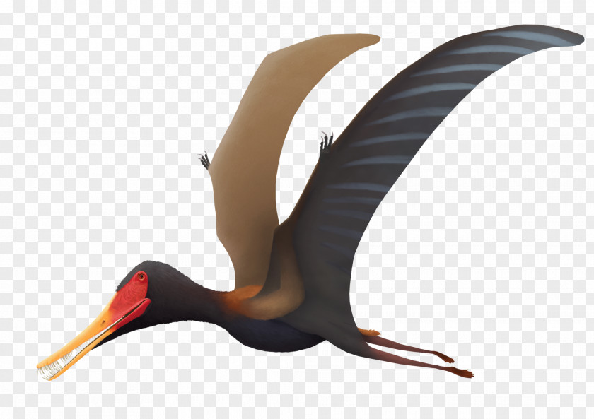 Dinosaur Feilongus Jeholopterus Pterodactyloidea Paleoart PNG