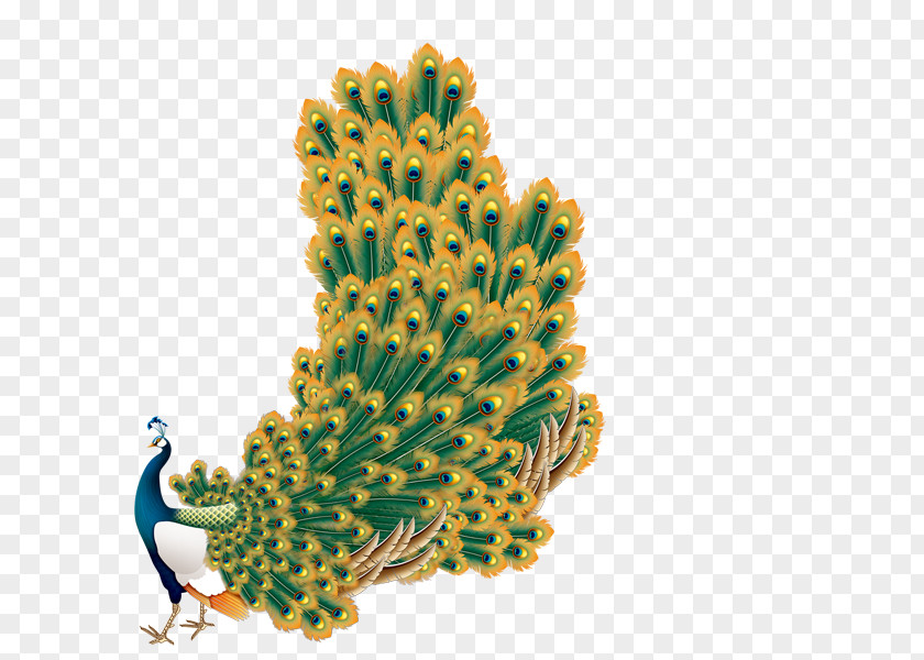 Peacock Template PNG