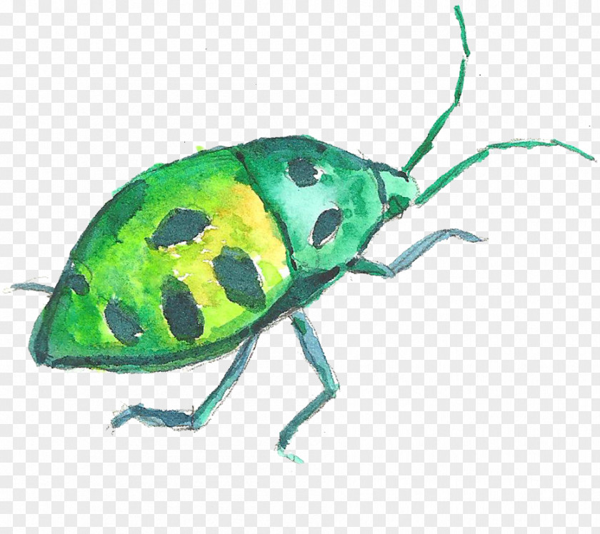 Crawling Green Insect Volkswagen Beetle Watercolor Painting PNG
