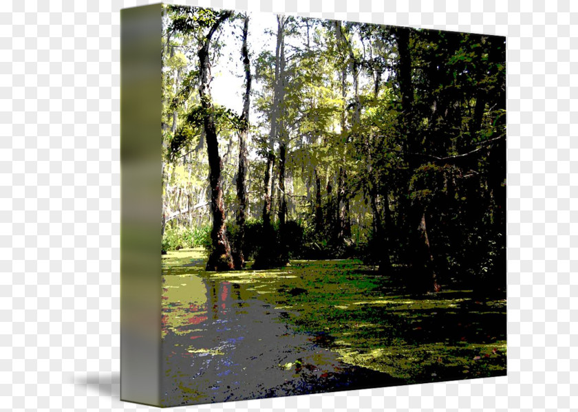 Forest Bayou Temperate Broadleaf And Mixed Swamp Nature Reserve PNG