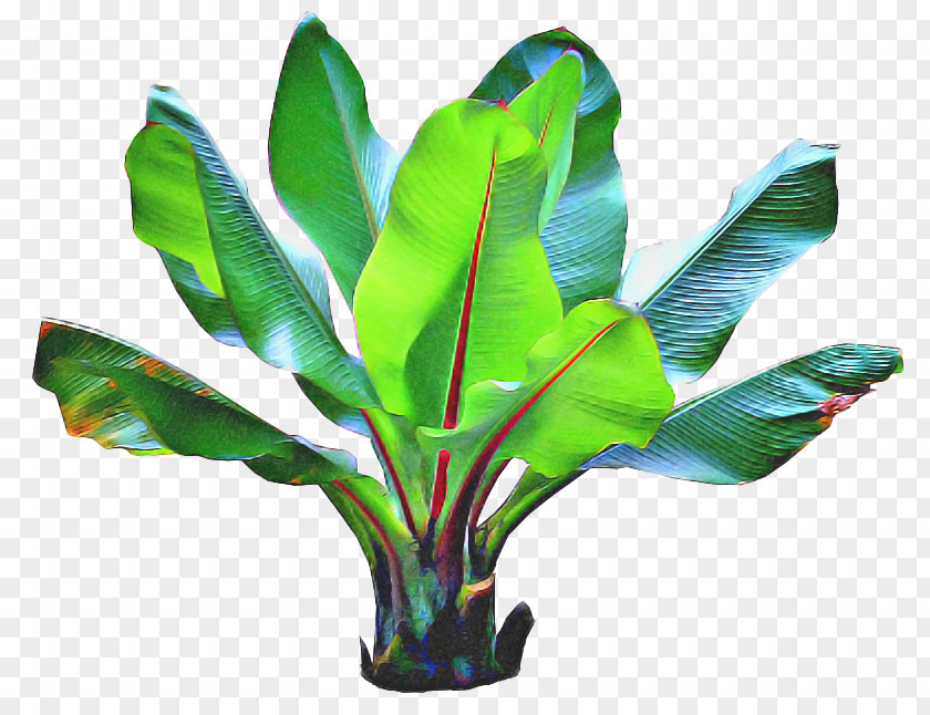 Houseplant Aquarium Decor Palm Tree Background PNG