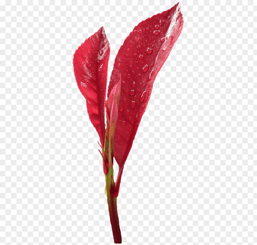 Leaf Bud Clip Art PNG
