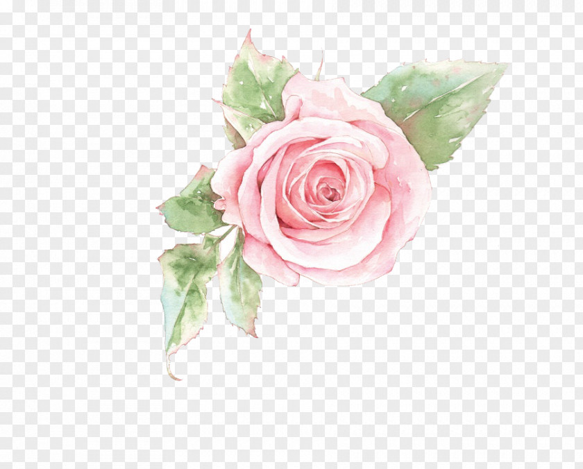 Pink Rose Flower Rosa Chinensis Beach U82b1u89e3u8a9e PNG