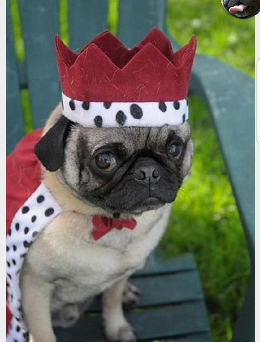 Pug Pugs In Costumes Puppy Pet Animal PNG