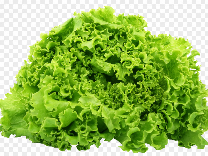 Salad Romaine Lettuce Caesar Vegetable PNG