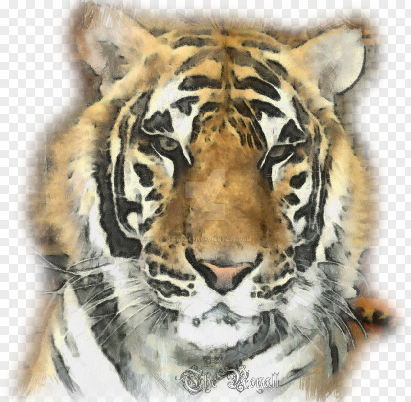 Tiger Whiskers Cat Snout Fur PNG