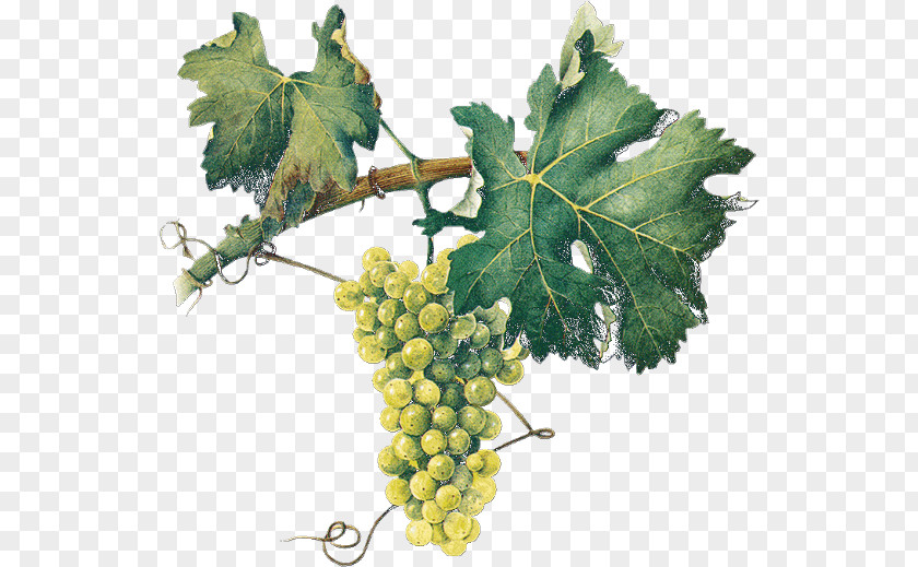 Vigne Sultana Common Grape Vine Fruit PNG