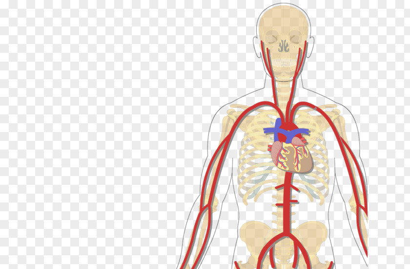 Arm Human Body Vein Inferior Vena Cava Subclavian Artery PNG