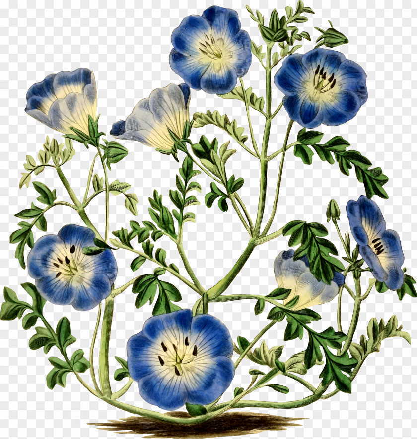 Flower Menzies' Baby Blue Eyes Botany Botanical Illustration PNG