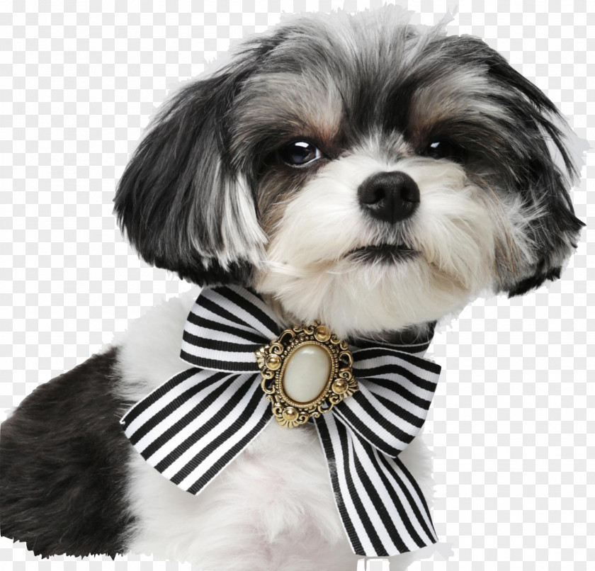 Puppy Dog Breed Shih Tzu Lhasa Apso Havanese Morkie PNG