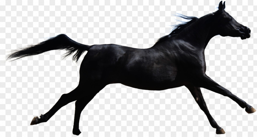 Dark Horse Stallion Mane Clip Art PNG