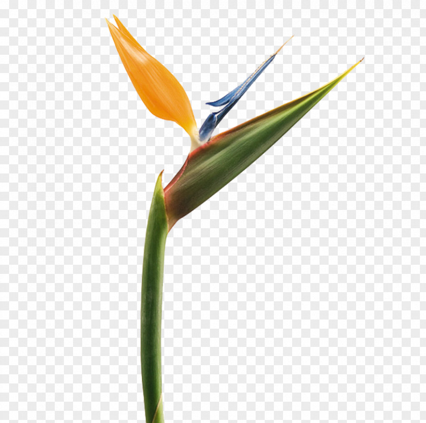 Flower Tropical Bird-of-paradise Strelitzia Reginae Lobster-claws Plant PNG