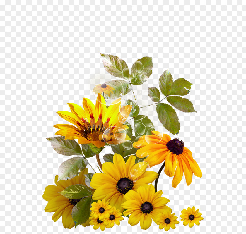 Mixed Chrysanthemum Clip Art PNG