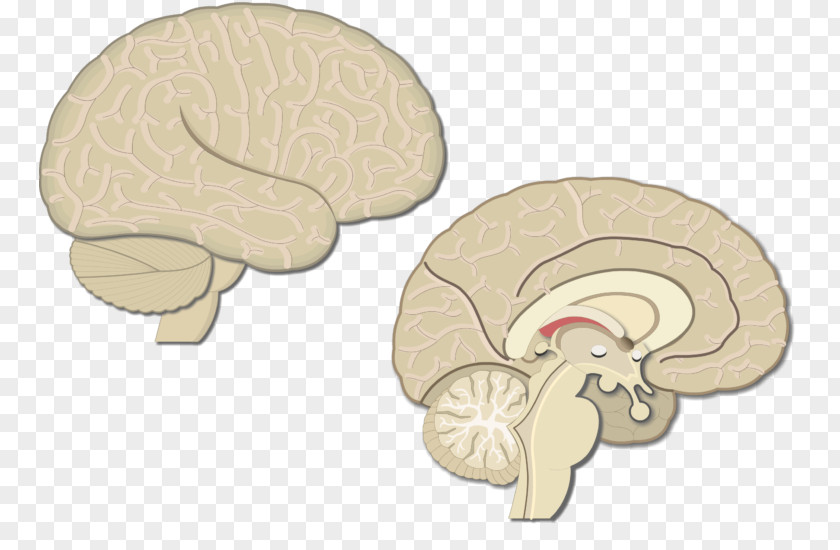 Brain Cerebral Cortex Motor Visual Sensory PNG