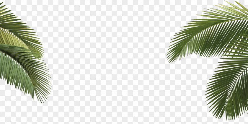 Palm Tree Arecaceae Asian Palmyra Howea Forsteriana Leaf PNG