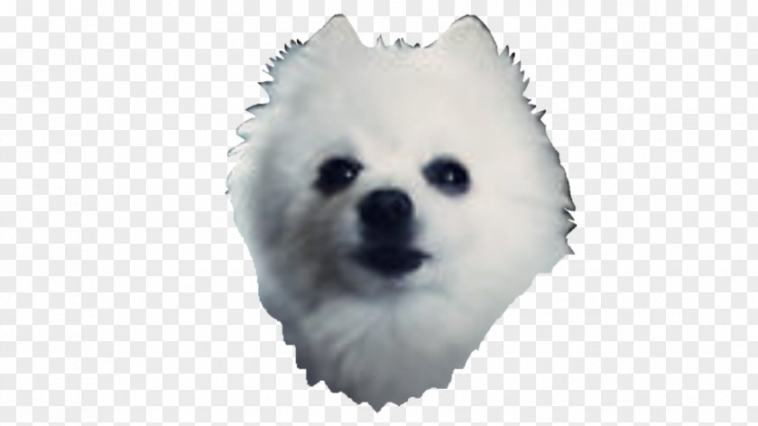 The Dog German Spitz Klein Japanese Volpino Italiano Pomeranian PNG