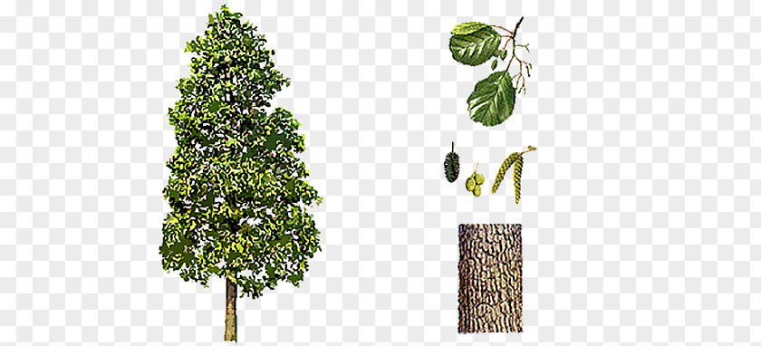 Tree Black Alder Grey Broad-leaved Alnus X Spaethii PNG