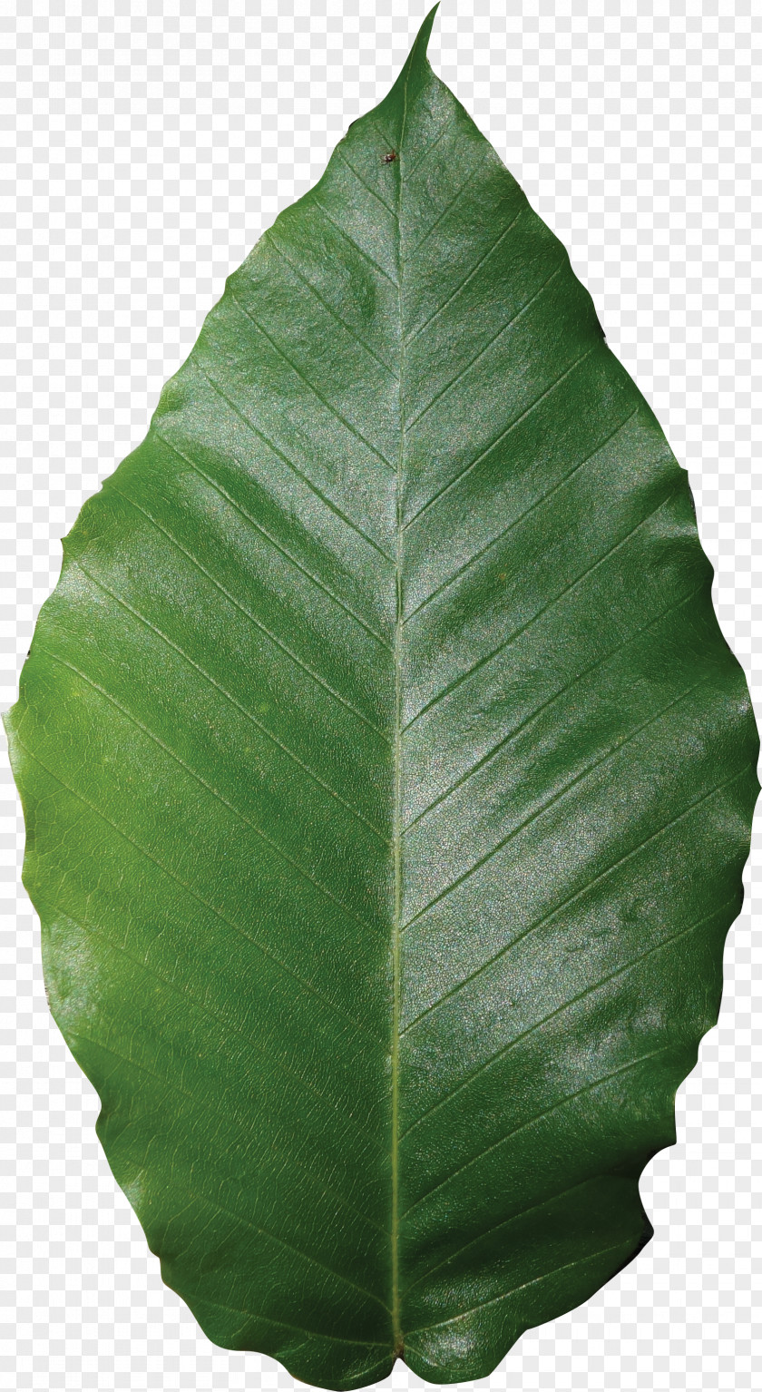 Banana Leaf PNG