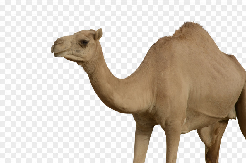 Camel Bactrian Dromedary PNG