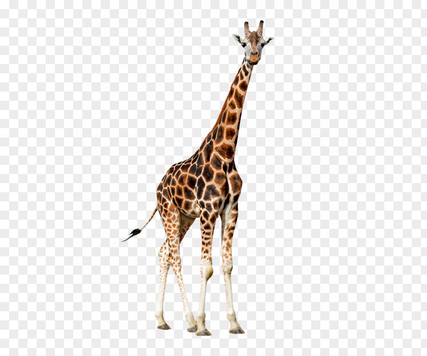Colora Northern Giraffe Animal Clip Art PNG