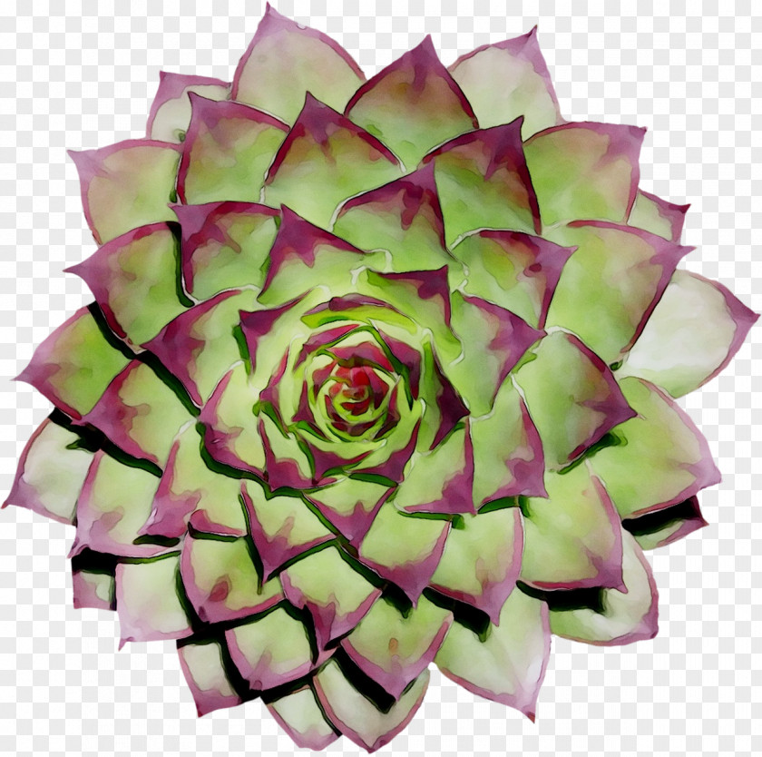 Garden Roses Cut Flowers Petal PNG