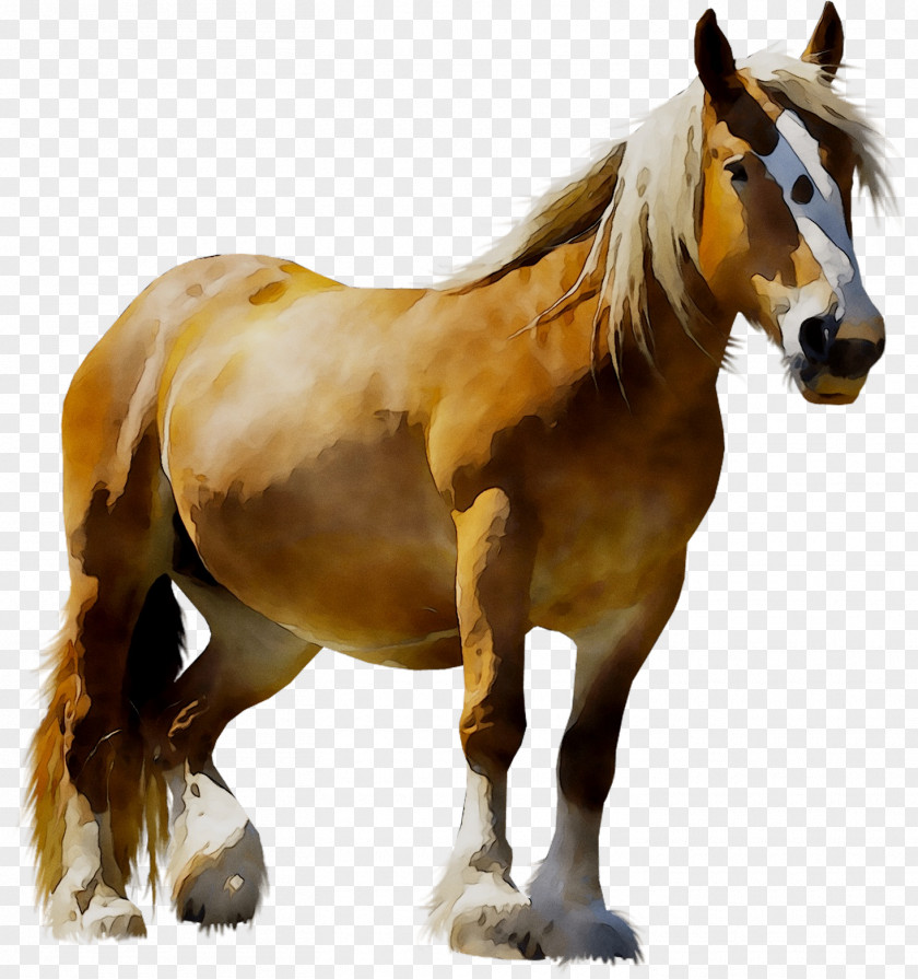 LAGOS ZOO Mustang Pony Animal PNG