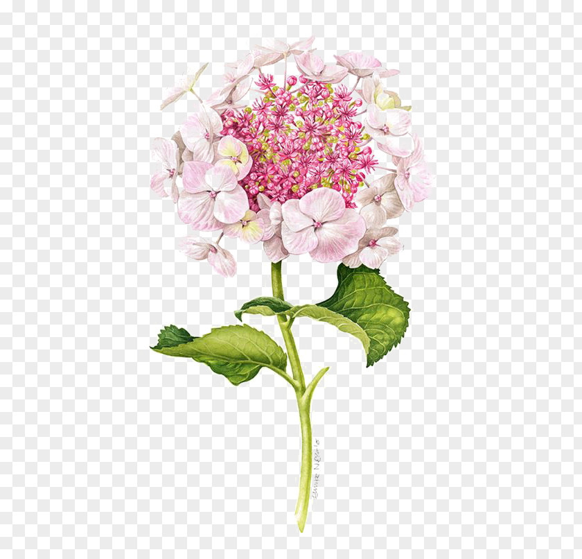 Lilac Flower Drawing Illustration PNG