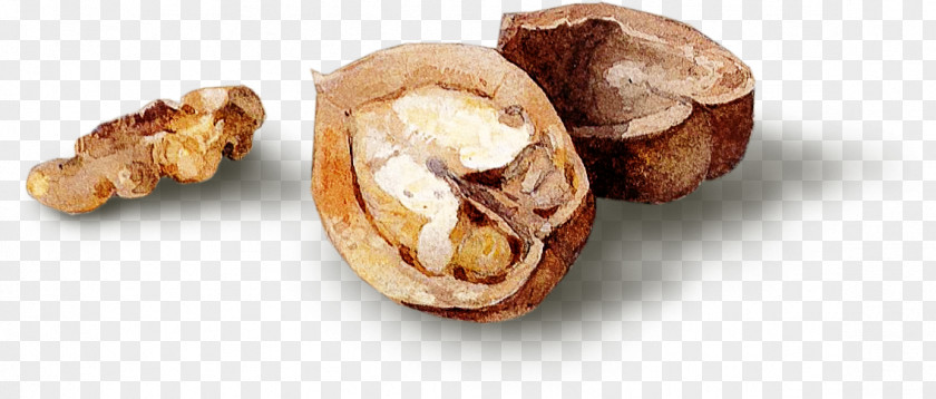 Open Walnut Food Dried Fruit PNG
