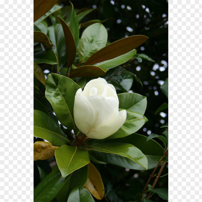 Plant Southern Magnolia Chinese Liliiflora Yulan Wilsonii PNG