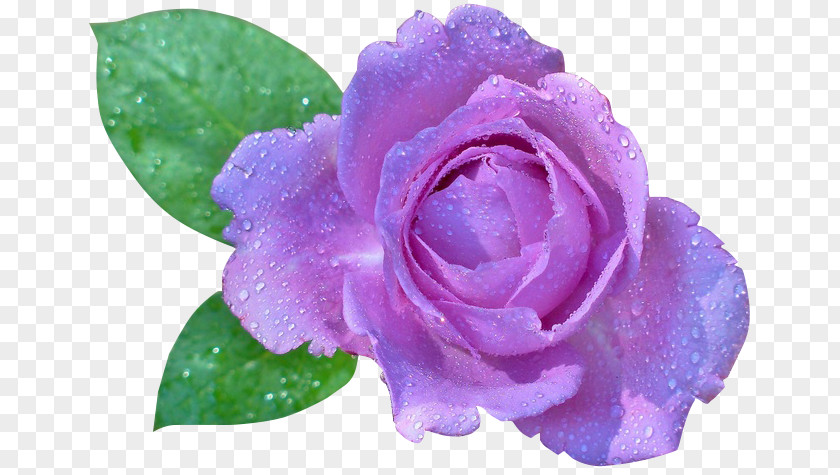 Rose Desktop Wallpaper Flower PNG