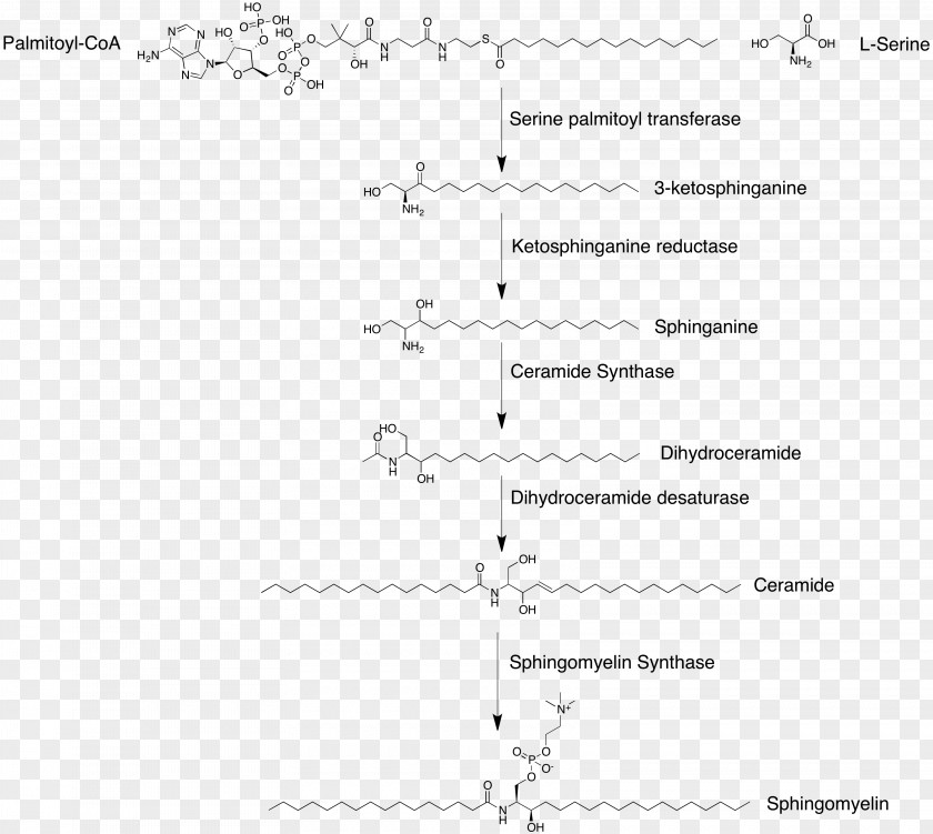 Synthesis Sphingomyelin Phosphodiesterase Ceramide Sphingolipid Cell Membrane PNG