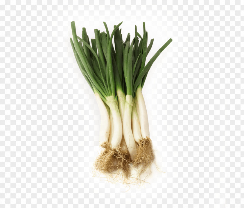 Vegetable Welsh Onion Calçot Herb Leek Scallion PNG