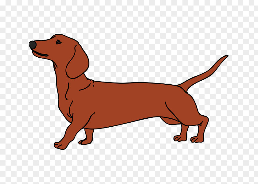 Brown Dogs Dachshund Vector Graphics Dog Breed Puppy Illustration PNG