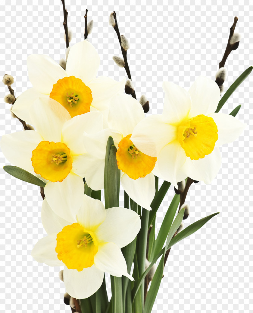Narcissus Tazetta Flower Bulb Petal Tulip PNG