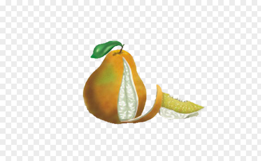 Peeled Leather Hand-painted Grapefruit Tangelo Pomelo Clementine Orange PNG