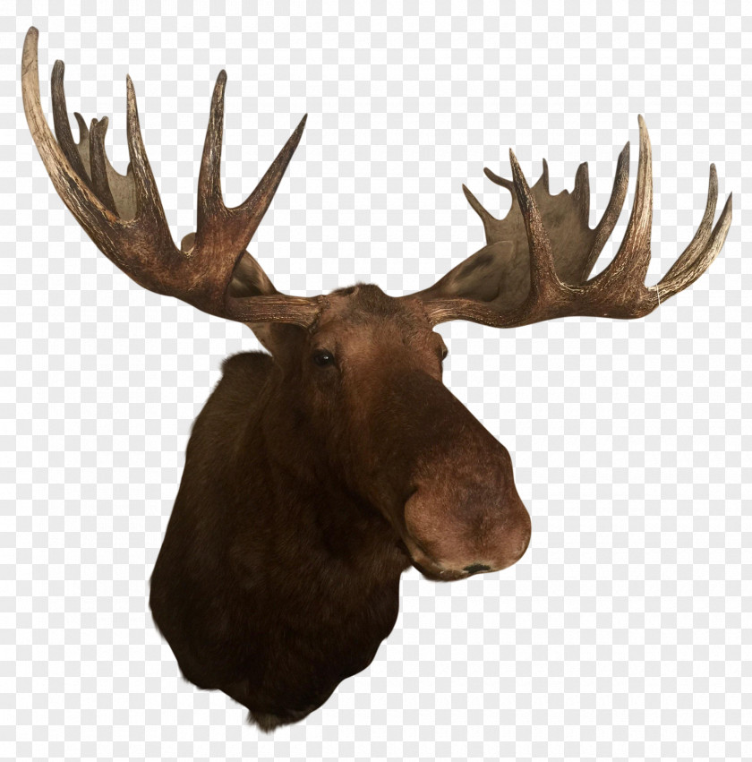 Antler Deer Elk Alaska Moose Trophy Hunting PNG