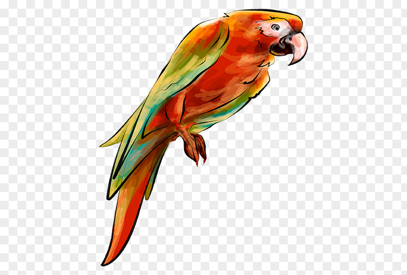 Hand-painted Parrot Bird Parakeet PNG