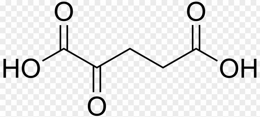 Kidney Succinic Acid Malic Fumaric Citric Cycle PNG