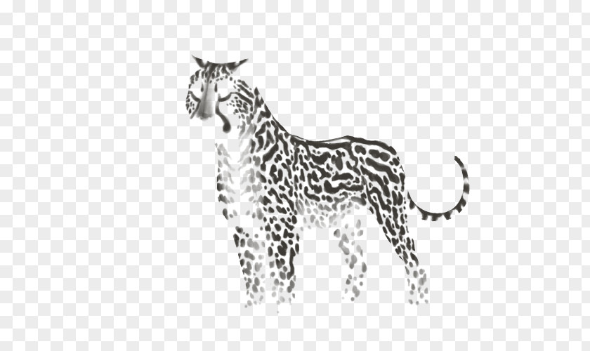 Leopard Whiskers Tiger Cat Felidae PNG