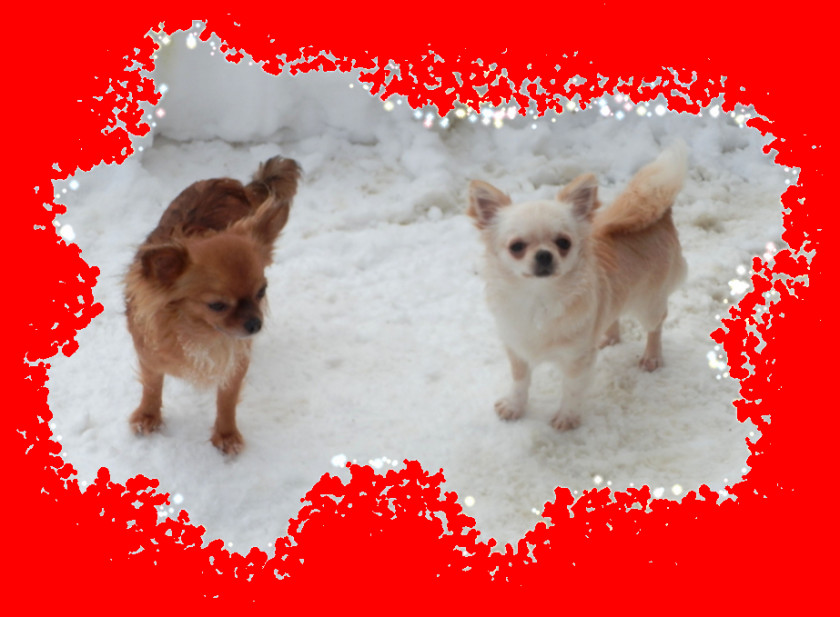 Puppy Chihuahua Pomeranian Dog Breed Companion PNG