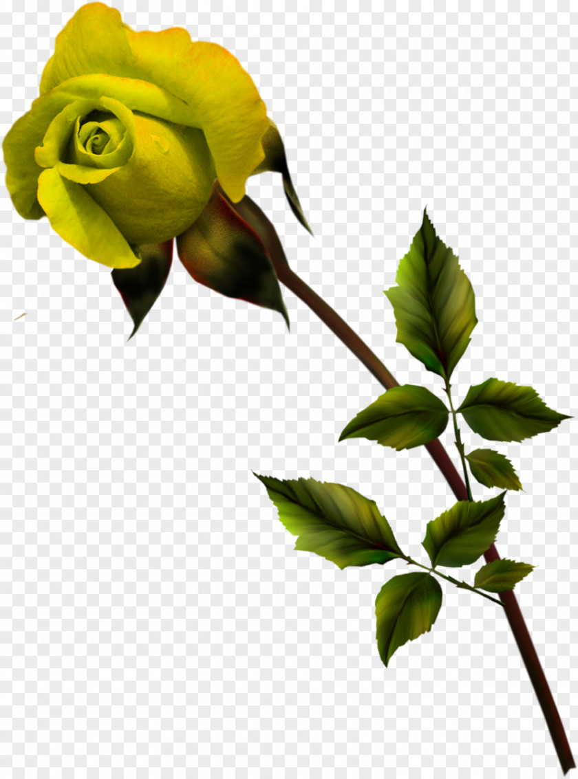 Rose Garden Roses Petal Bud Branch PNG