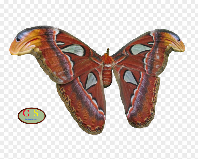 Vlinder Silkworm Butterflies And Moths PNG
