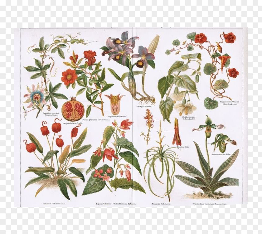Begonia Boliviensis Botanical Illustration Botany Vintage Print Printing PNG