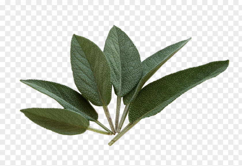 Tea Common Sage Herb Health Of The Diviners PNG