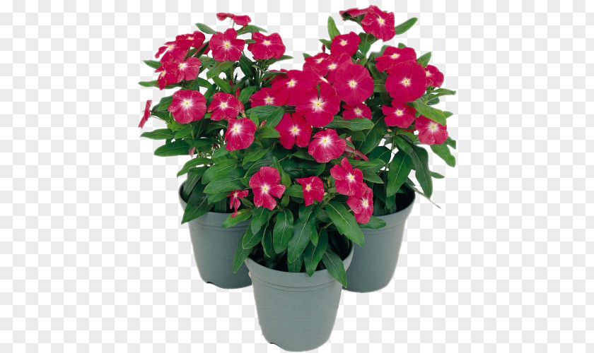 Chlorophytum Comosum Impatiens Ornamental Plant Puneri Houseplant PNG