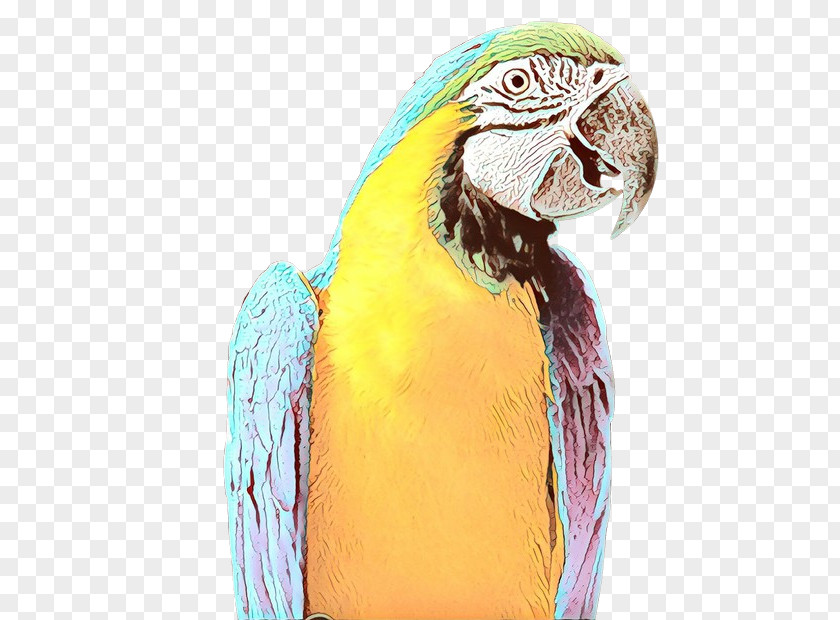 Feather Budgie PNG